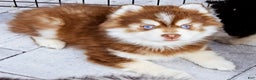 Pomsky dogs for sale: Blaze - Ad 7