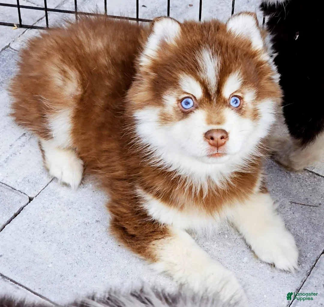 Pomsky dogs for sale: Blaze - Ad 7