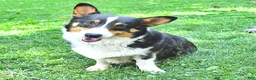 Welsh Corgi Pembroke dogs for sale: Pepper - Ad 6