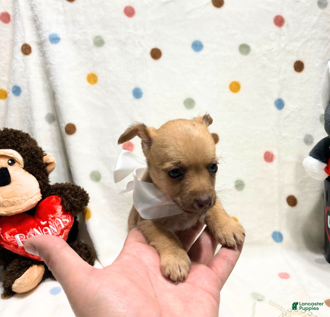 Chihuahua dogs for sale: Lola - Ad 3