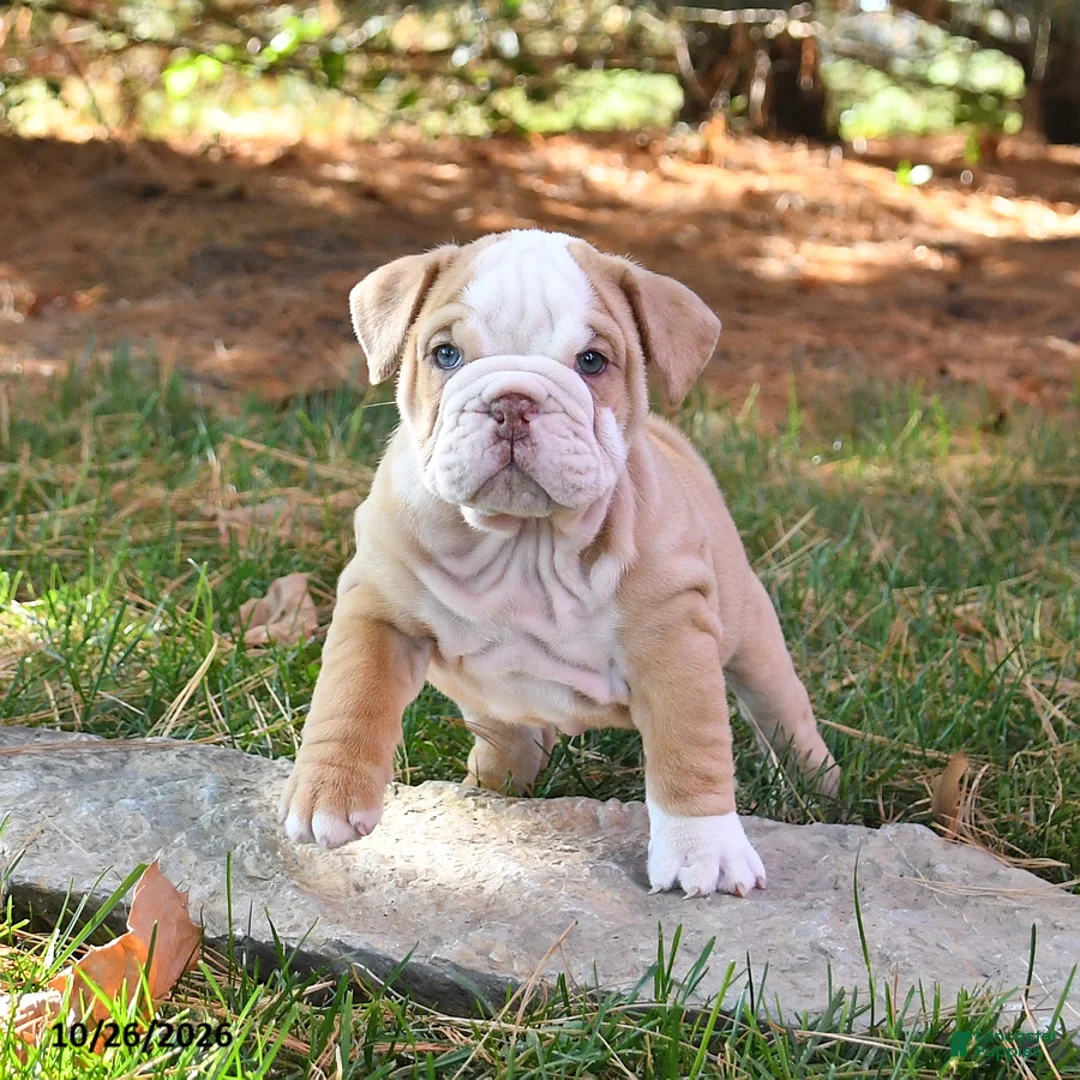 English Bulldog dogs for sale: Felicity - Ad 1