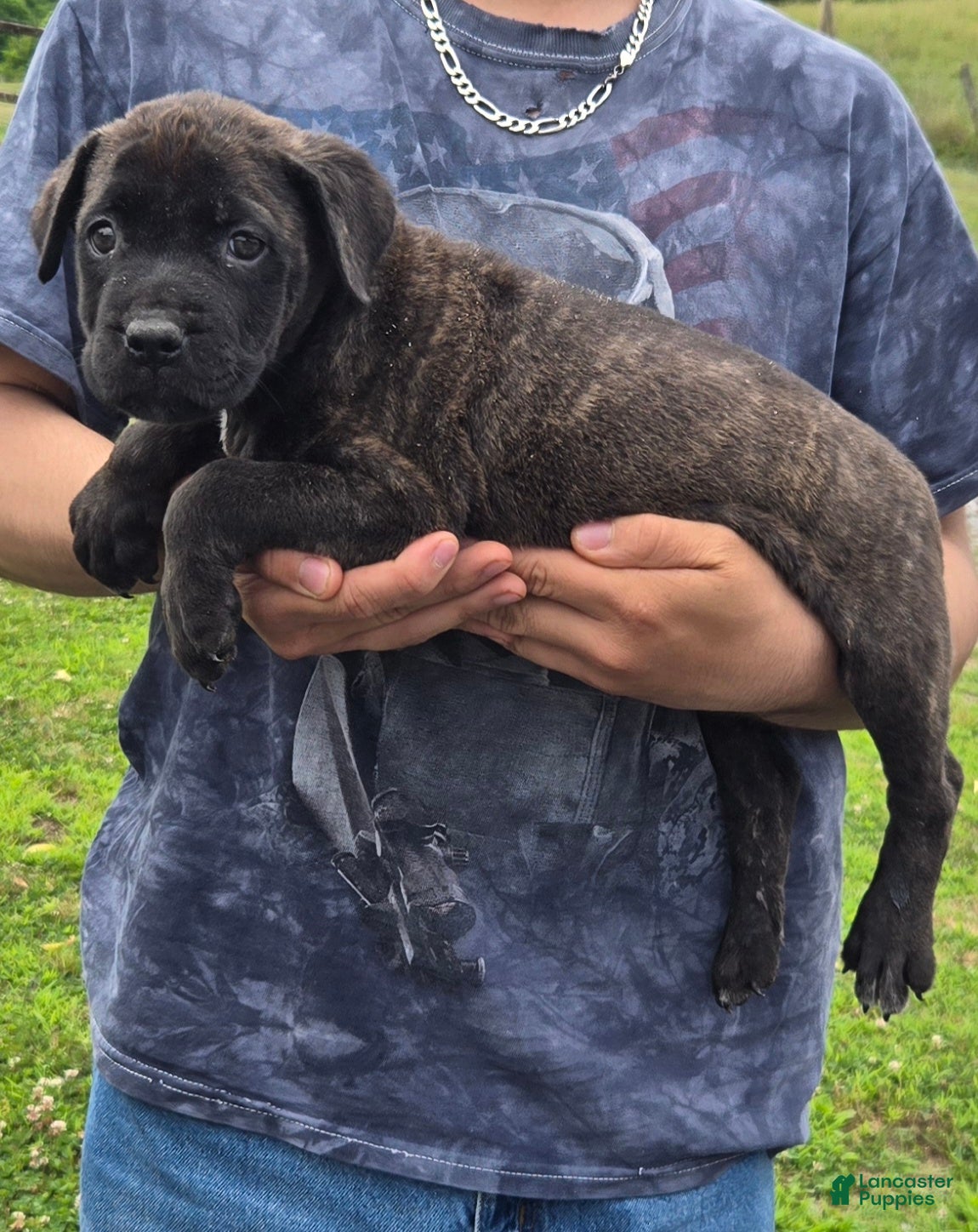 Mixed Breed dogs Hawks Bud - Ad 1