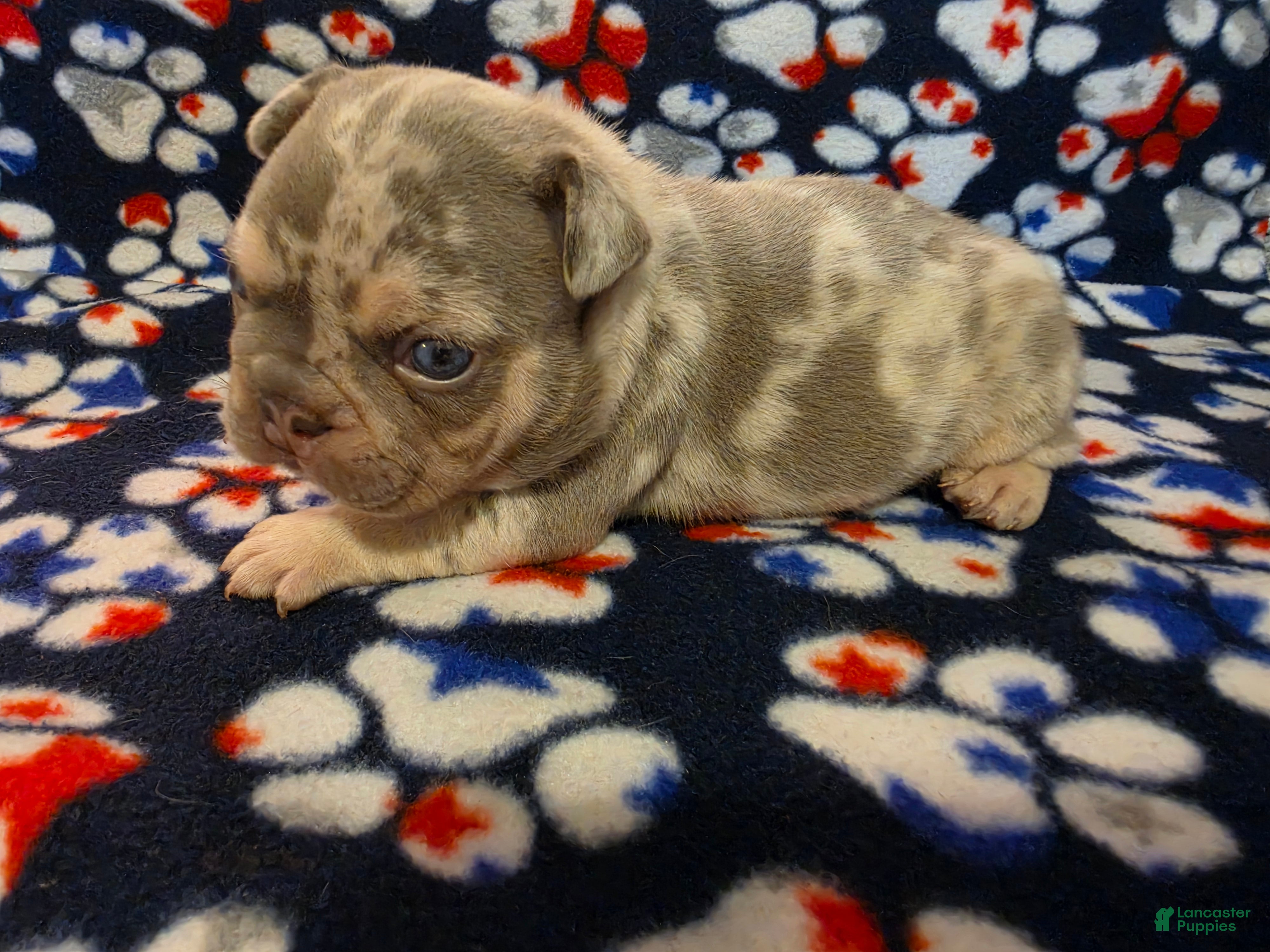 French Bulldog dogs Prince Charming - Ad 2