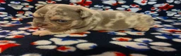 French Bulldog dogs for sale: Prince Charming - Ad 2