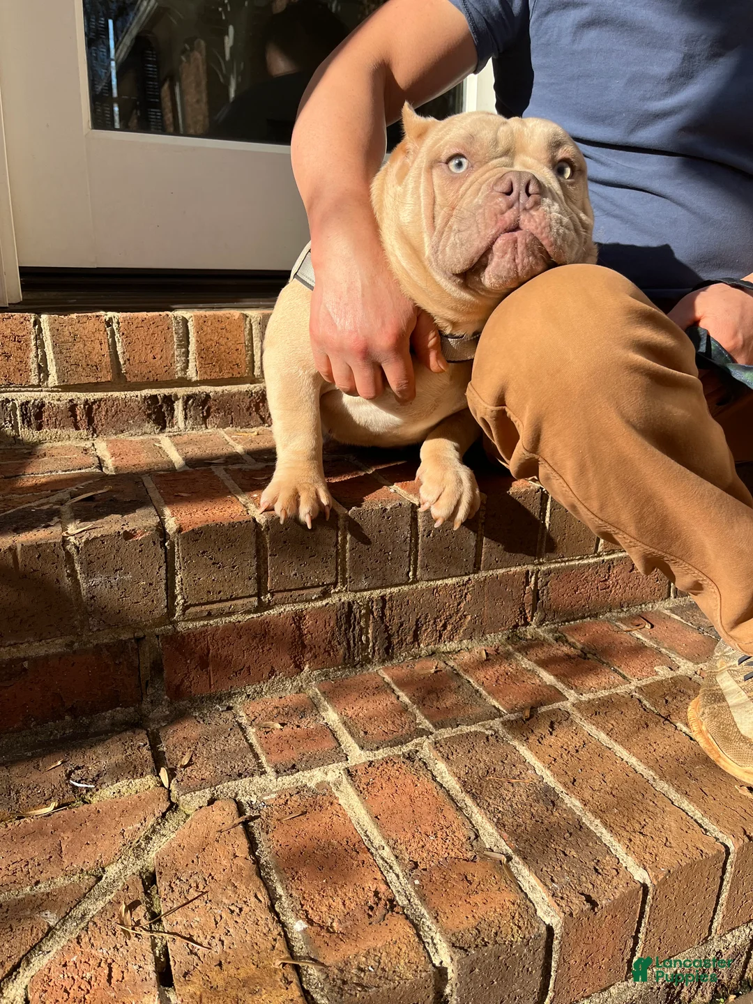 American Bully dogs for sale: American Bully Puppy 2 - Ad 4