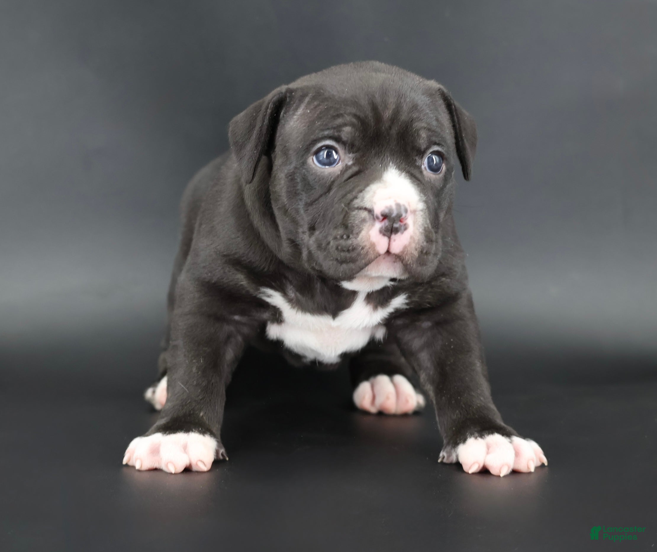 American Bully dogs Mulan - Ad 4