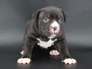 American Bully dogs Mulan - Ad 1