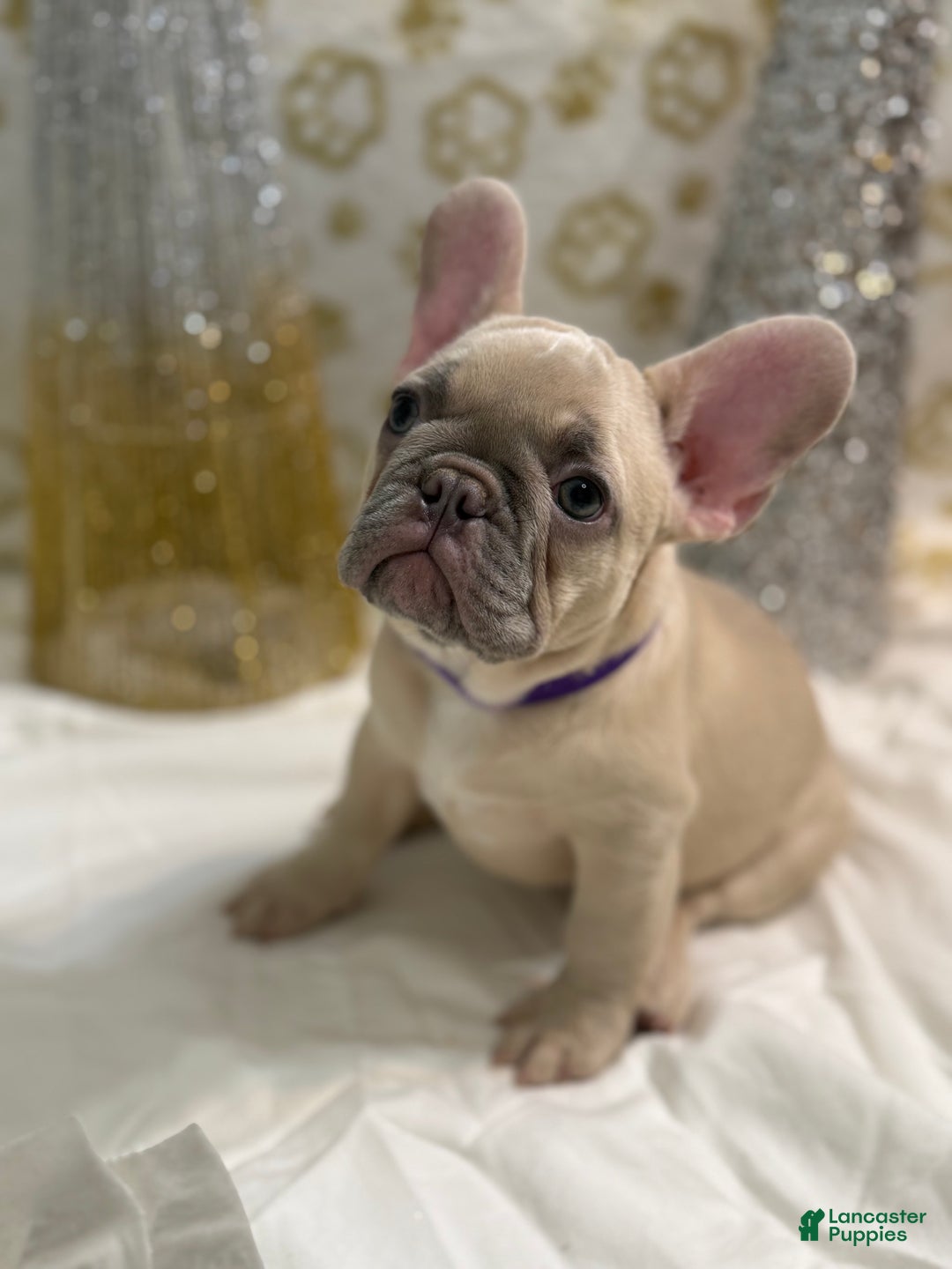 French Bulldog dogs for sale: Photon - Ad 1
