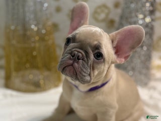 French Bulldog dogs Photon - Ad 1