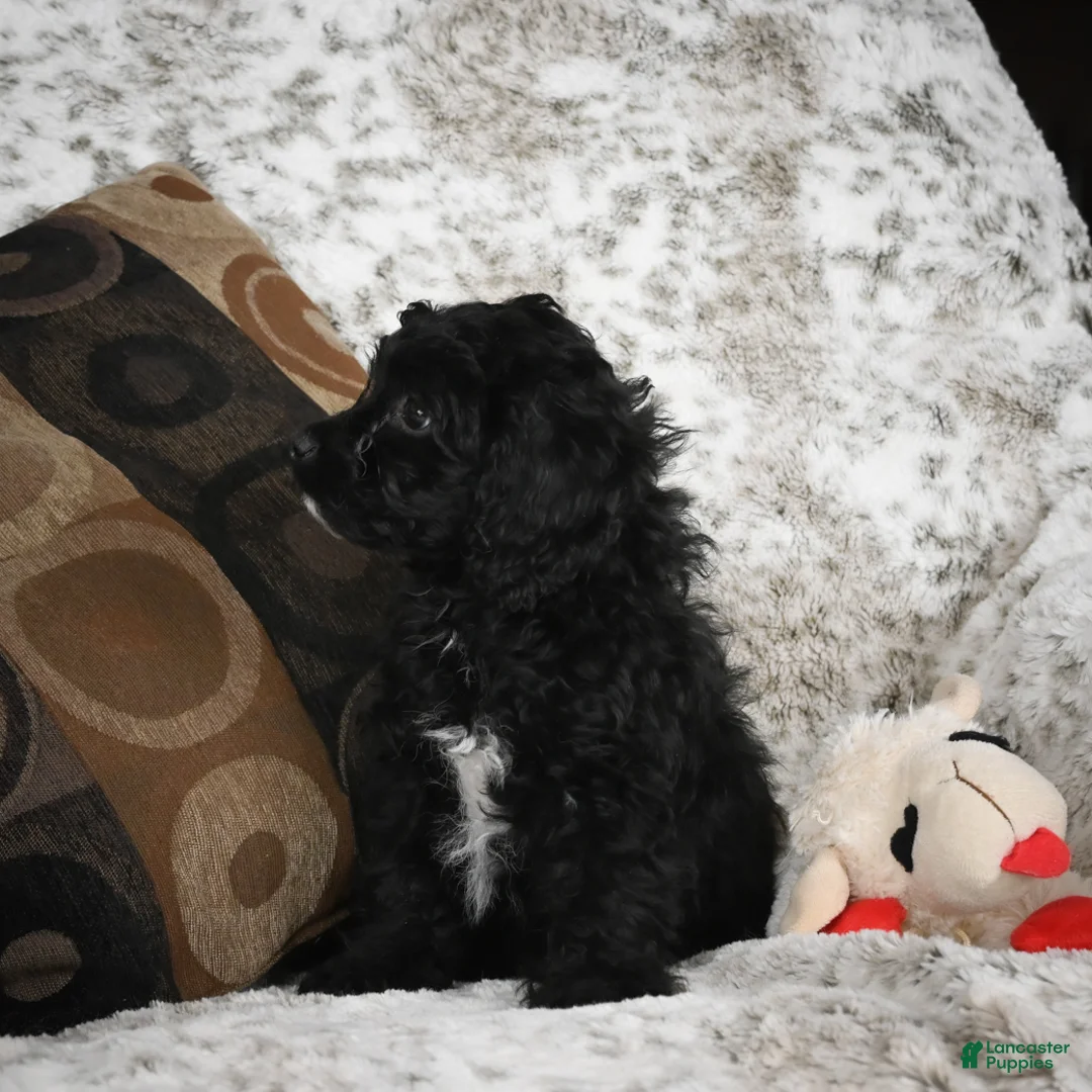 Cavapoo dogs for sale: Sam - Ad 1