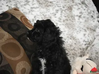 Cavapoo dogs Sam - Ad 11