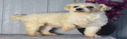 Teddy Bear dogs for sale: Amy - Ad 11