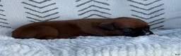 Boxer dogs for sale: Opi - Ad 9