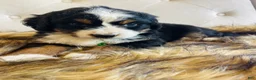 Bernedoodle dogs for sale: Jameson - Ultra Bernedoodle  - Ad 3