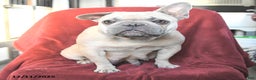 French Bulldog dogs for sale: Maxwell - Ad 6