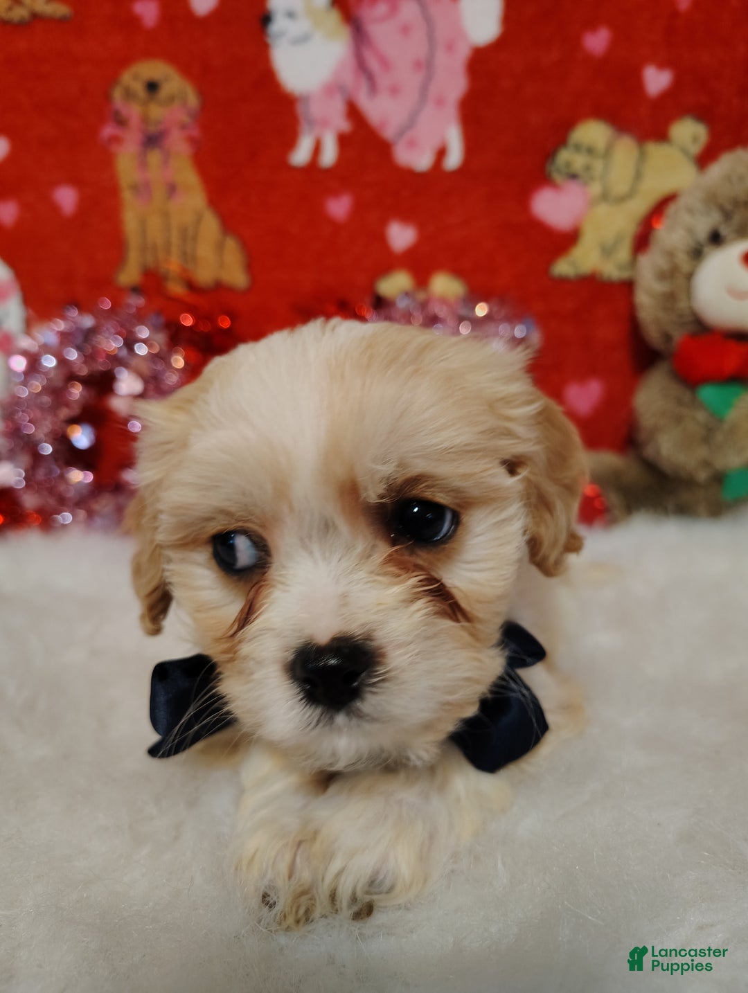 Cavapoo dogs for sale: Presley - Ad 6