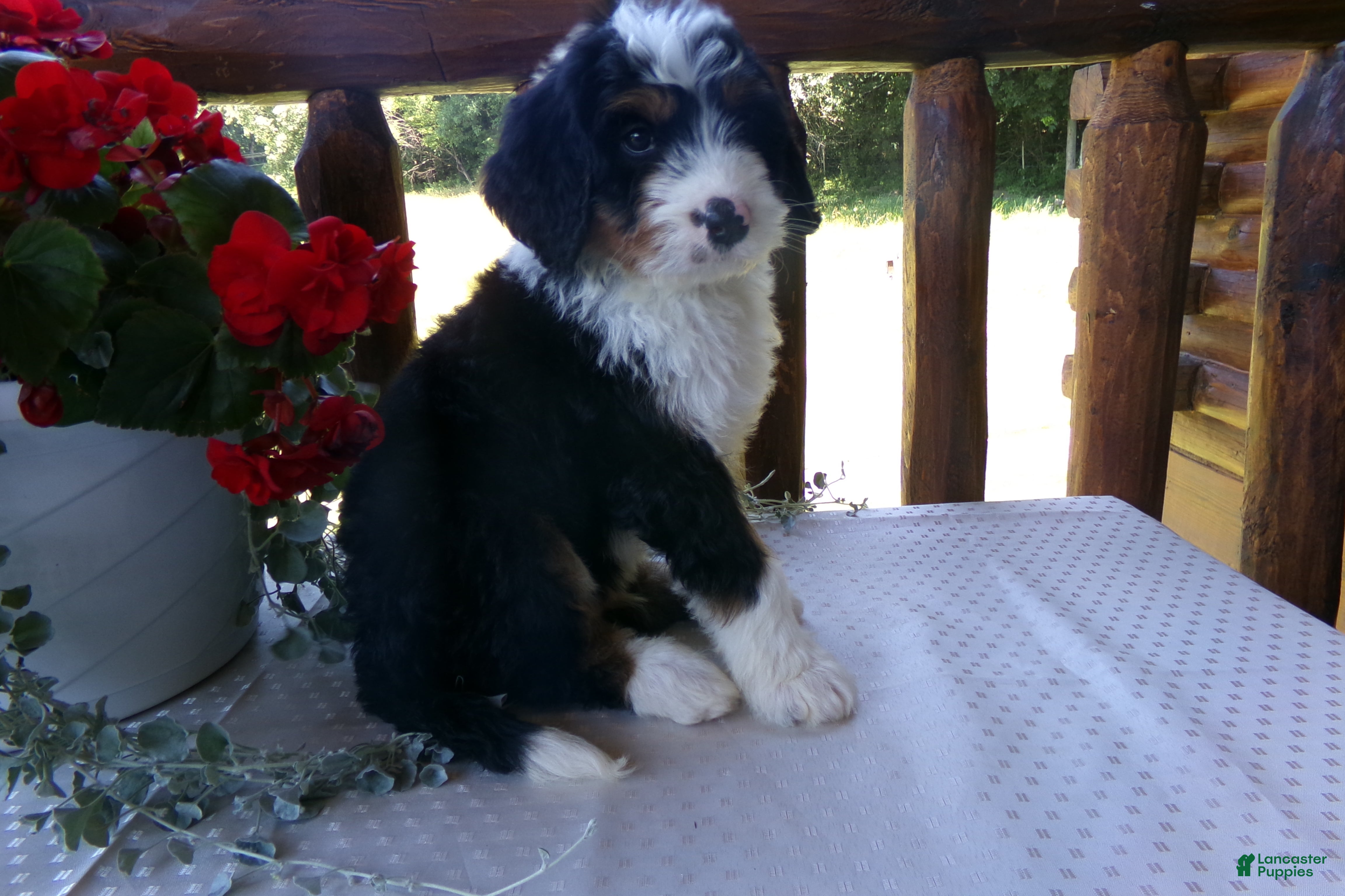 Mini Bernedoodle dogs Bryson - Ad 2