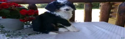 Mini Bernedoodle dogs for sale: Bryson - Ad 3