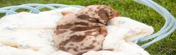 Miniature Dachshund dogs for sale: Cassidy Miniature Dachshund  - Ad 7