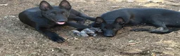 Belgian Malinois dogs for sale: OSA #2 - Ad 11