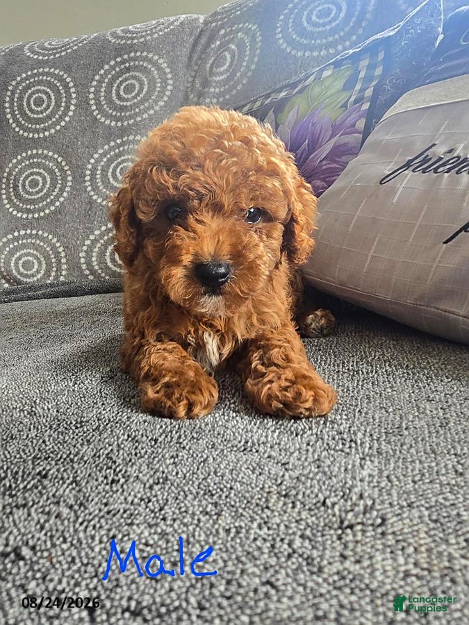 Miniature Poodle dogs Lucas - Ad 32
