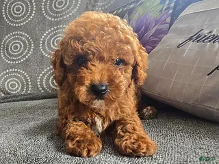 Miniature Poodle dogs Lucas - Ad 32