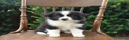 Mixed Breed dogs for sale: Daisy - Ad 4