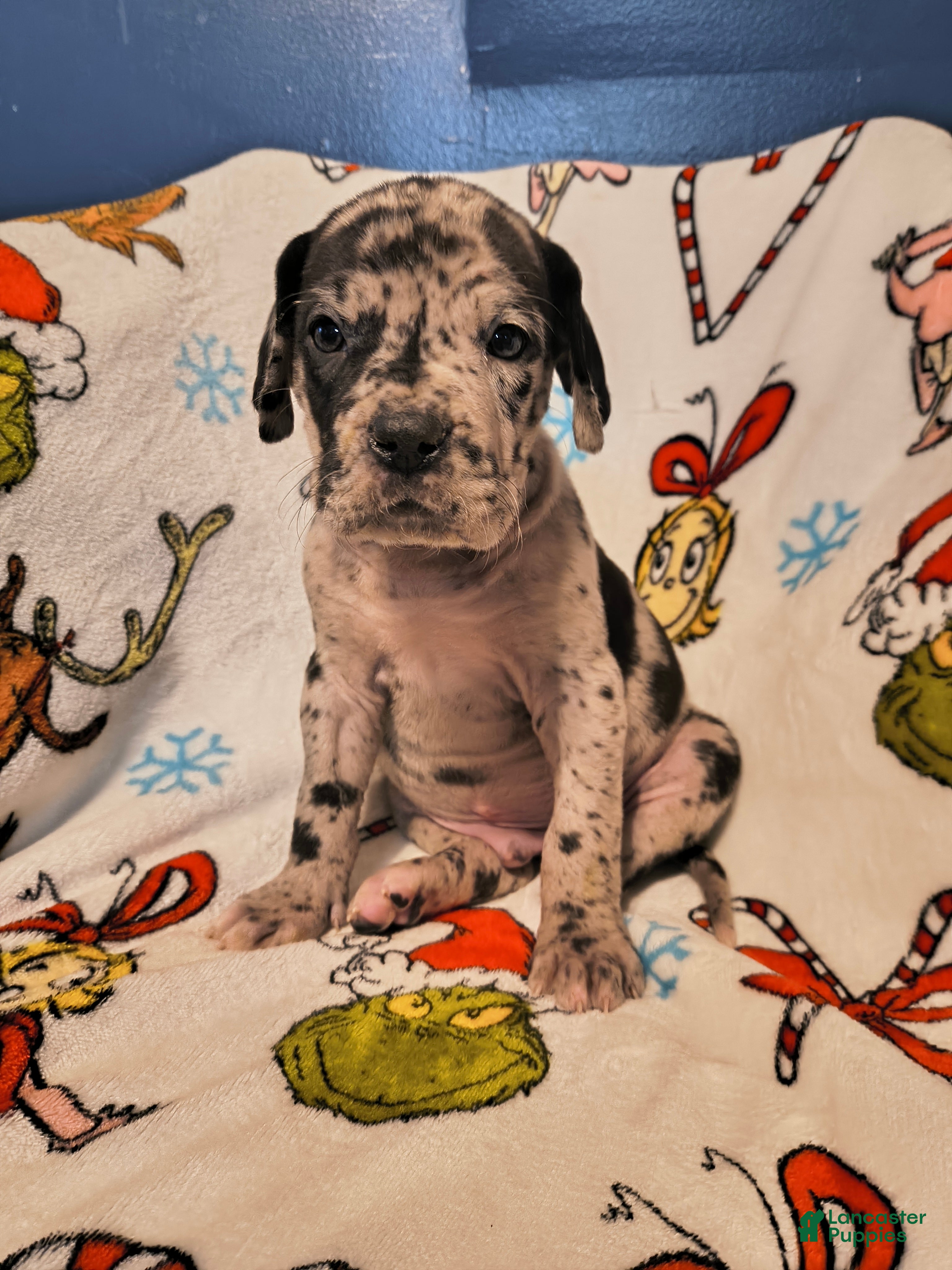 Great Dane dogs Captain hook - Ad 35