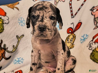 Great Dane dogs Captain hook - Ad 35