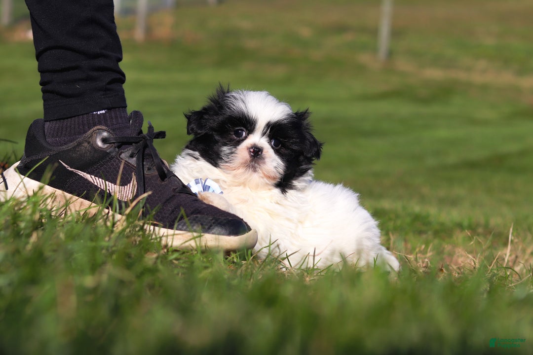 Shih Tzu dogs for sale: Howie - Ad 3