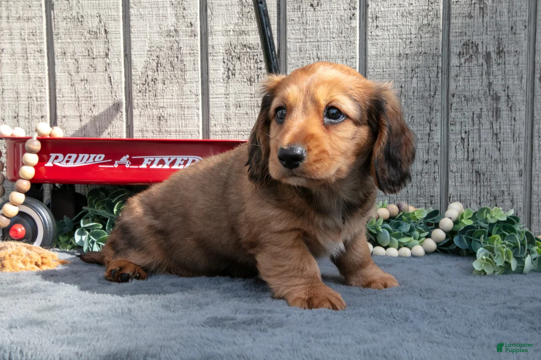 Miniature Dachshund dogs for sale: Samspon - Ad 2