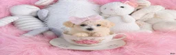 Bichpoo dogs for sale: Teacup Bichpoo - Hand Delivery Available - Ad 1