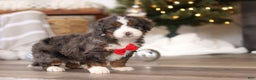 Mini Bernedoodle dogs for sale: Theo - Ad 7