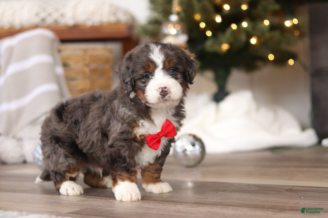 Mini Bernedoodle dogs for sale: Theo - Ad 7