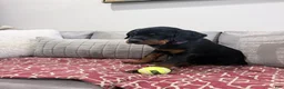 Rottweiler dogs for sale: Purple color - Ad 4