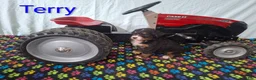 Bernese Mountain Dog dogs for sale: Terry - Ad 1