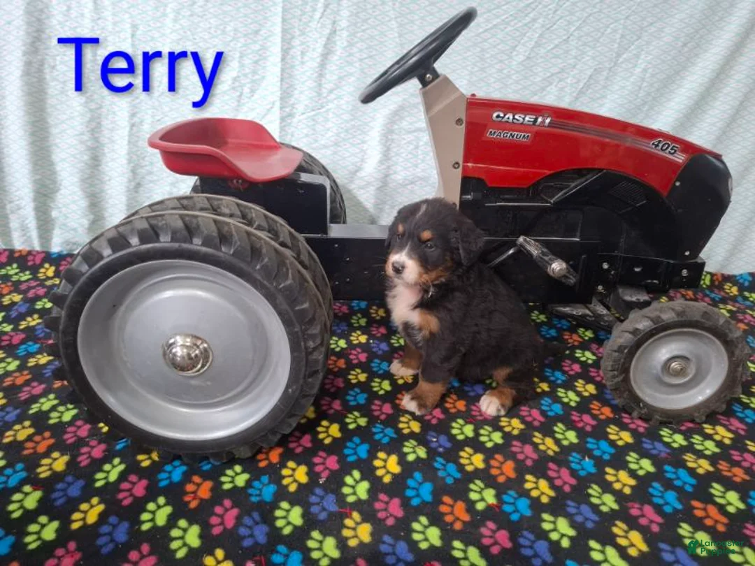 Bernese Mountain Dog dogs for sale: Terry - Ad 1