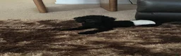 Toy Poodle dogs for sale: Batman - Ad 3