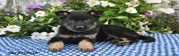 German Shepherd dogs for sale: Alfie - Ad 4