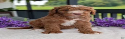 Goldendoodle dogs for sale: Charlie - Ad 14
