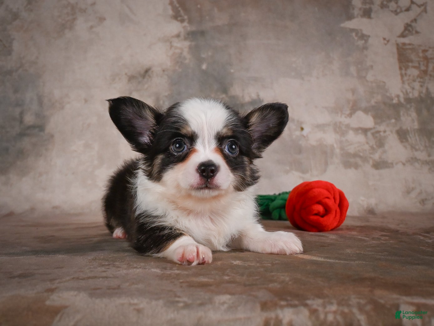 Chihuahua dogs Elvis - Ad 2