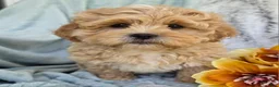 Shihpoo dogs for sale: Biscuit - Ad 4