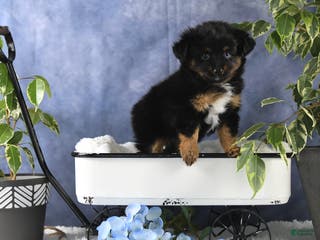 Toy Australian Shepherd dogs Brittlyn - Ad 7