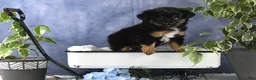 Toy Australian Shepherd dogs for sale: Brittlyn - Ad 14