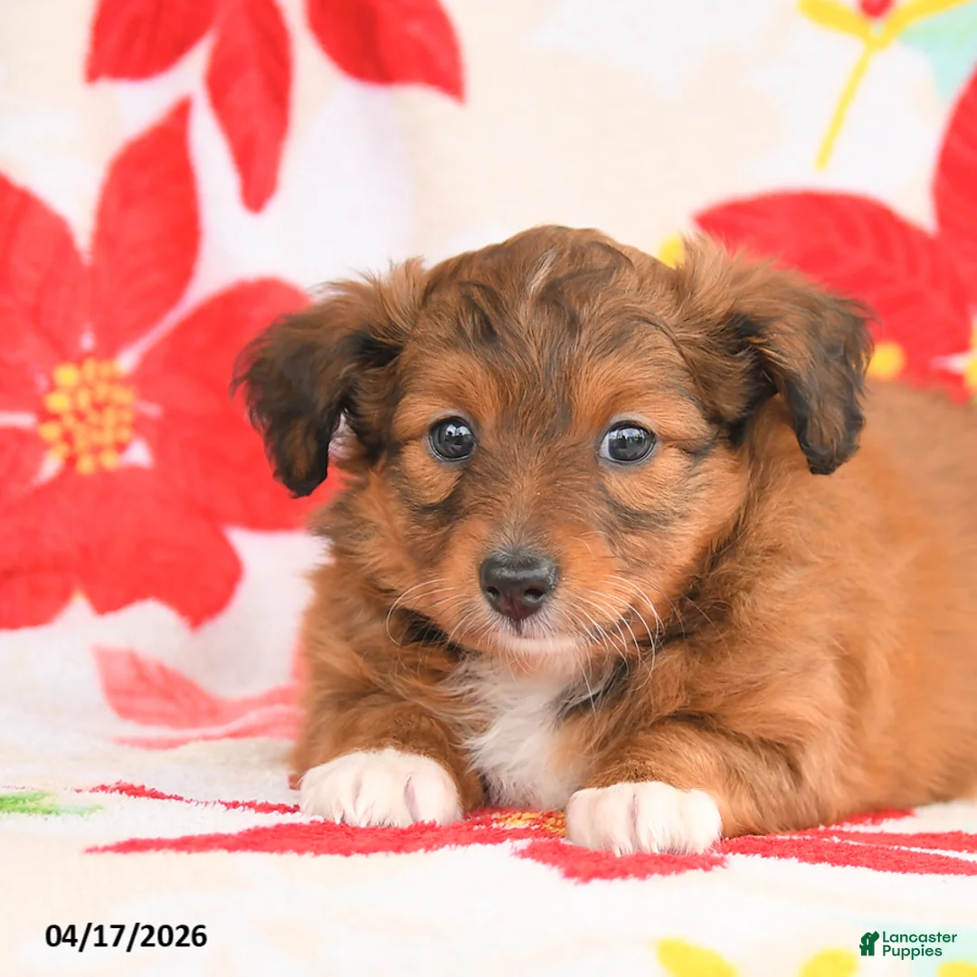 Shetland Sheepdog dogs for sale: Joy - Ad 3