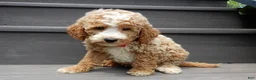 Mini Goldendoodle dogs for sale: Brody - Ad 5