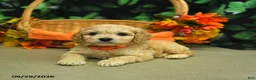 Cockapoo dogs for sale: Stormy  - Ad 2