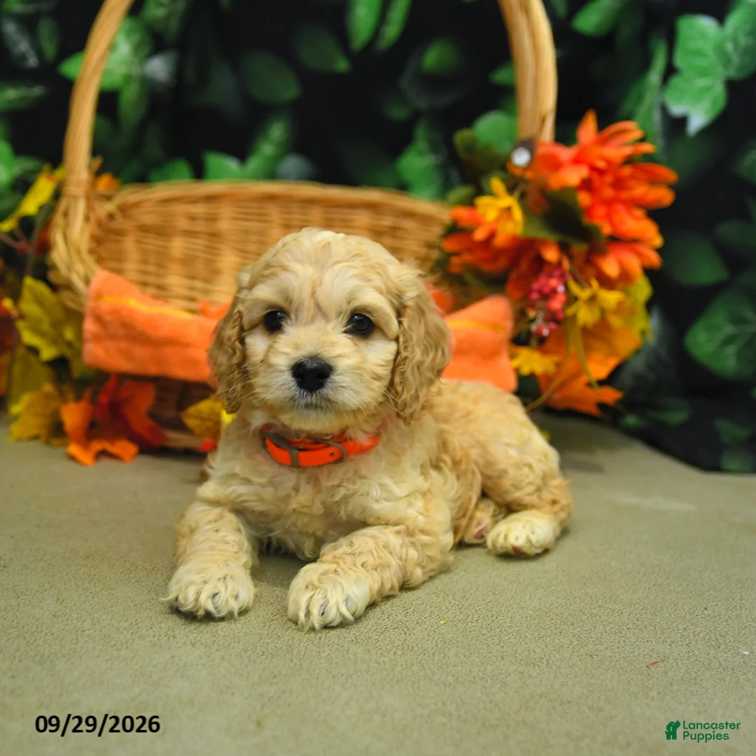 Cockapoo dogs for sale: Stormy  - Ad 2