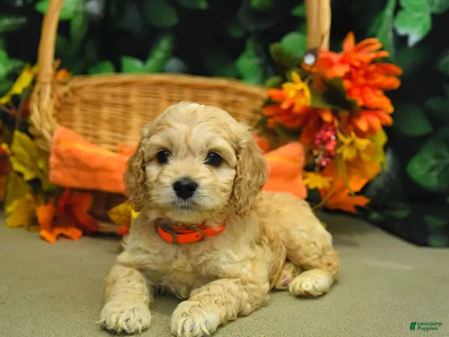 Cockapoo dogs Stormy - Ad 2