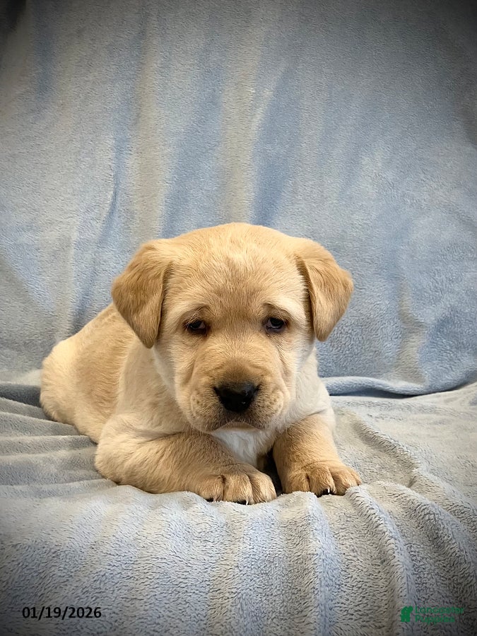 Labrador Retriever dogs Gus - Ad 2